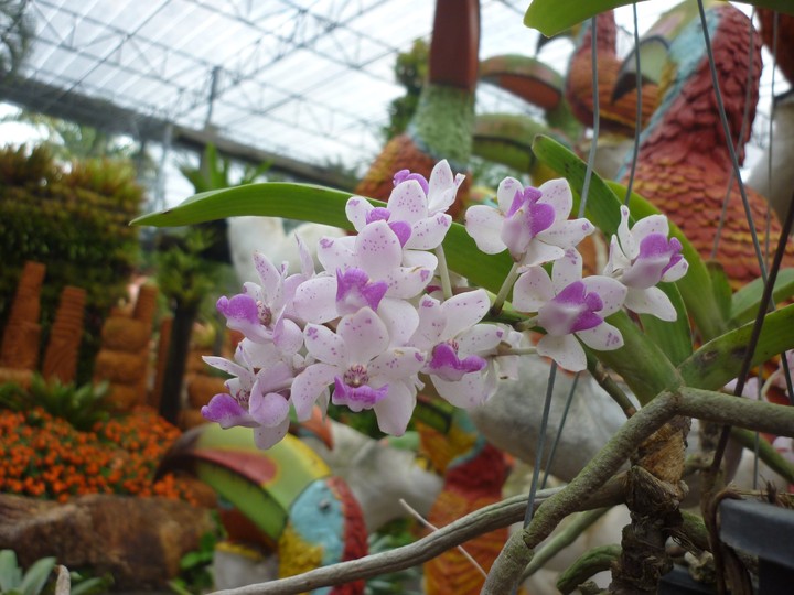 Beautiful flowers