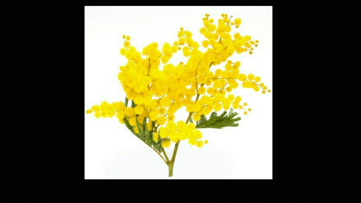 mimose