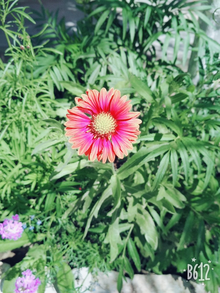 Flower