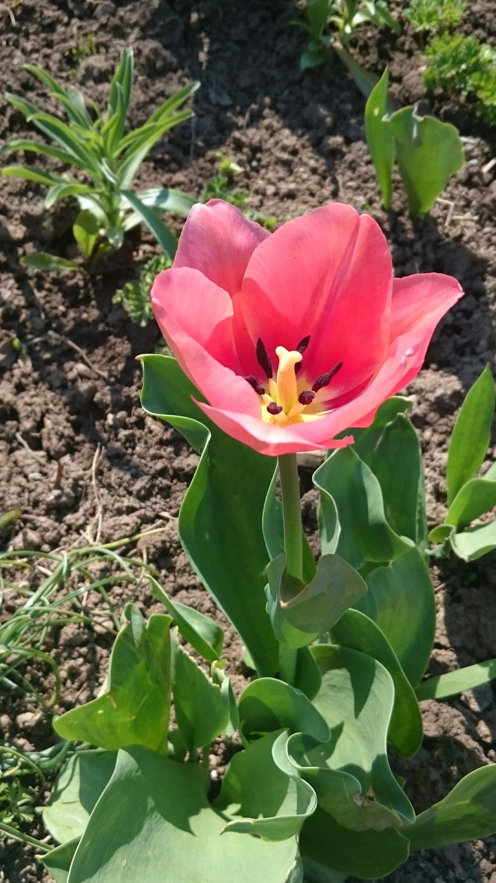 tulip