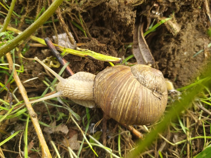 Csiga