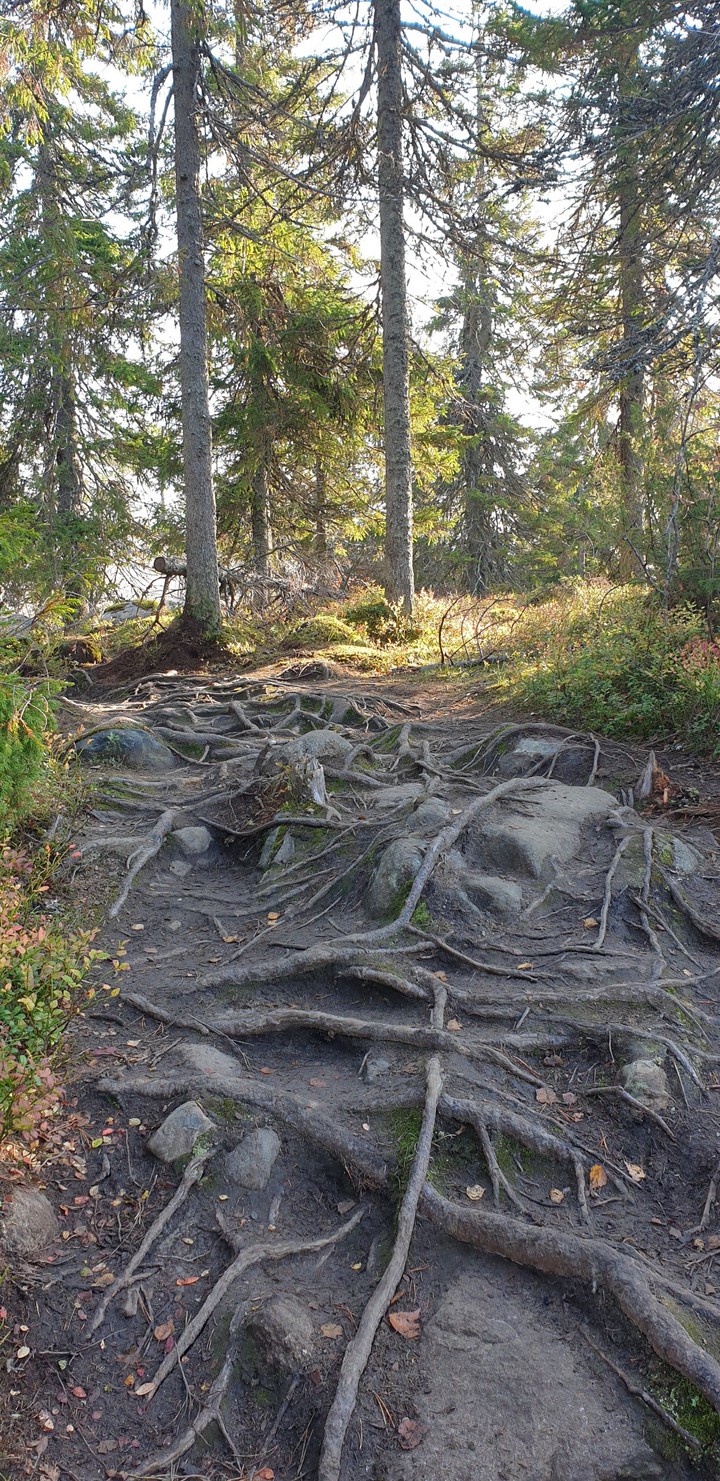 Autumn forest