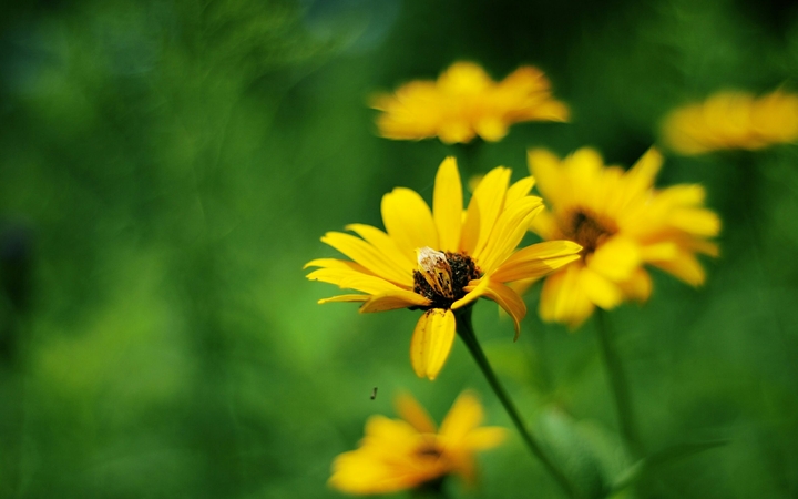The flowers