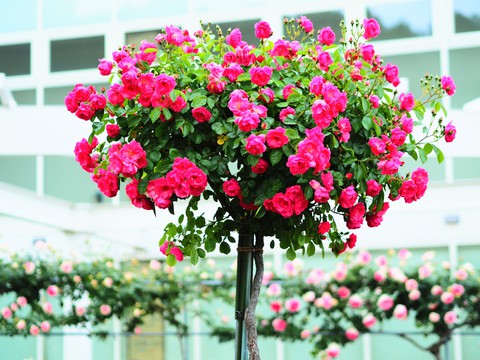 Roses