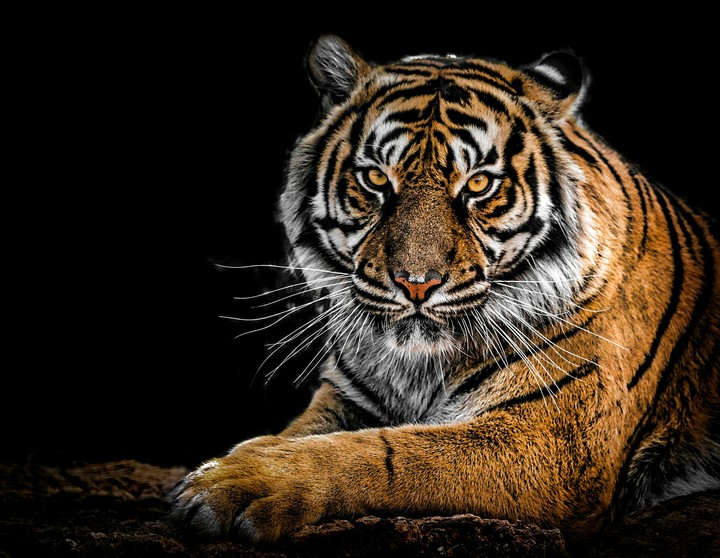 tiger✌✌✔