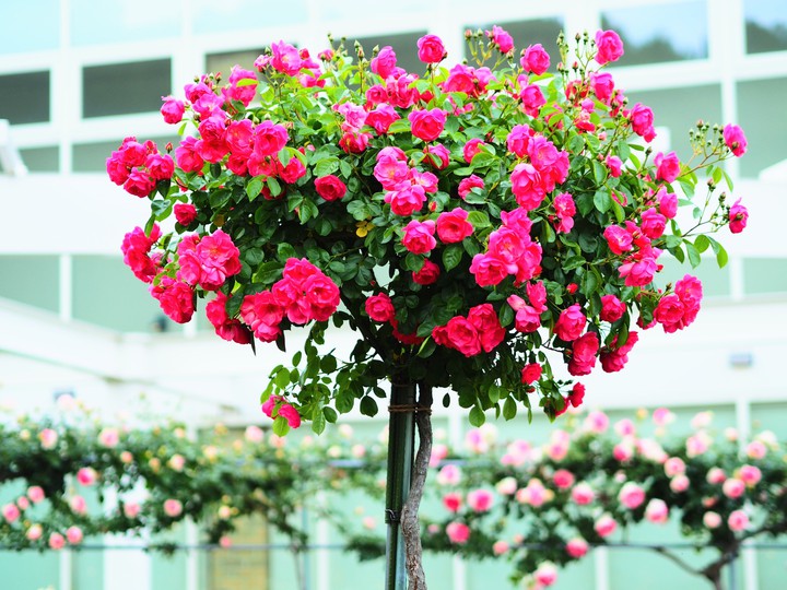Roses