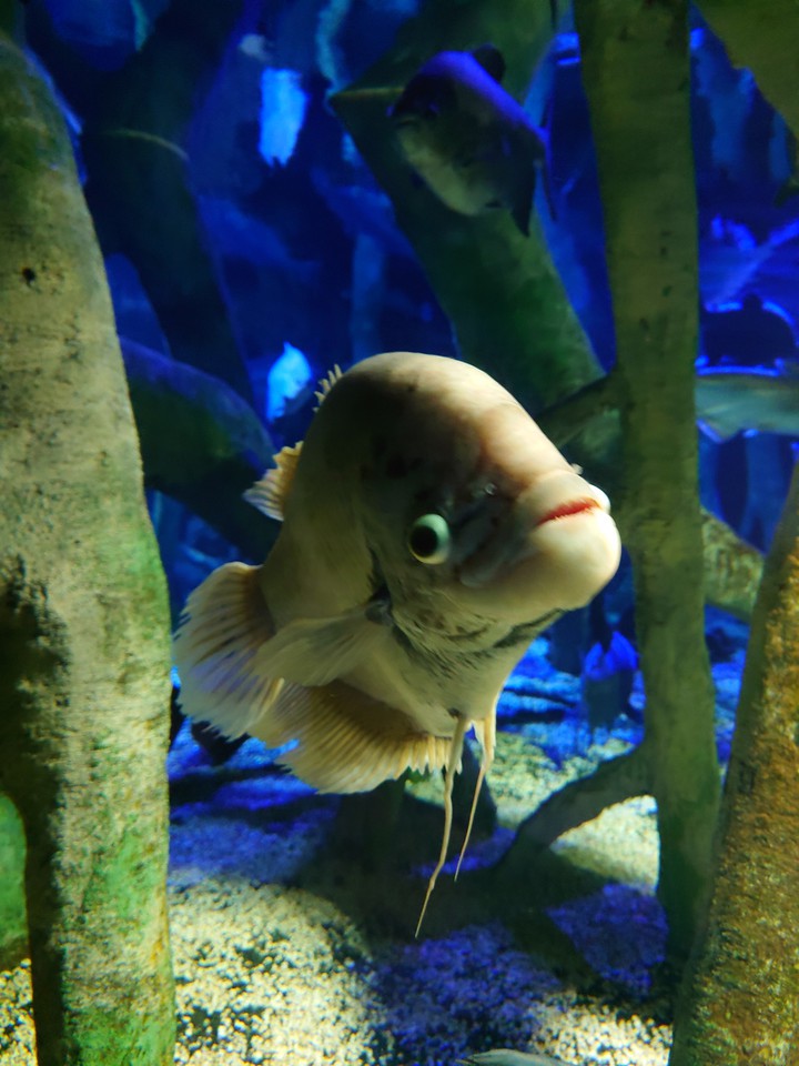 Acuario de Benalmádena Beach, Málaga