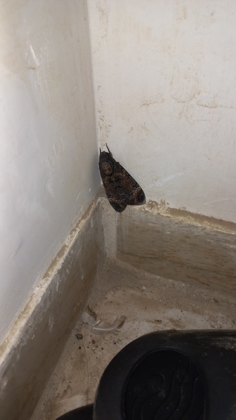 sfondi butterfly, pest