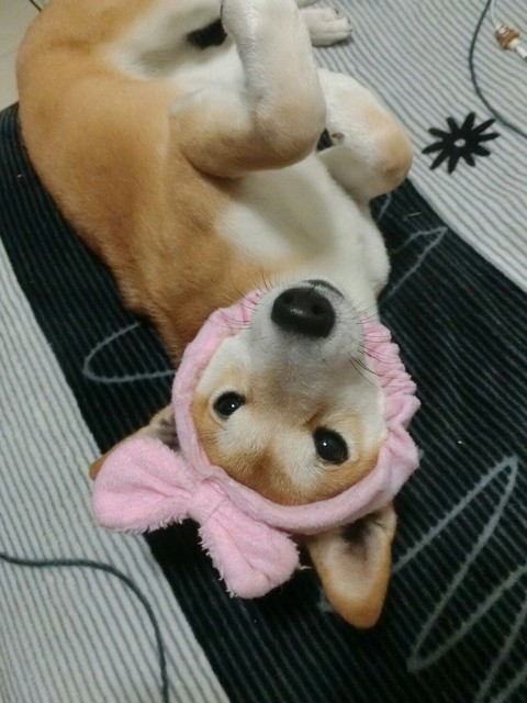 DOG柴