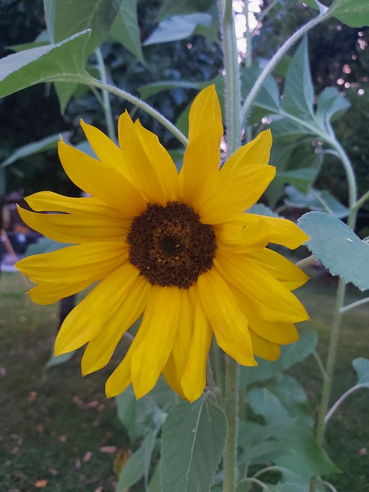 Girasol ?