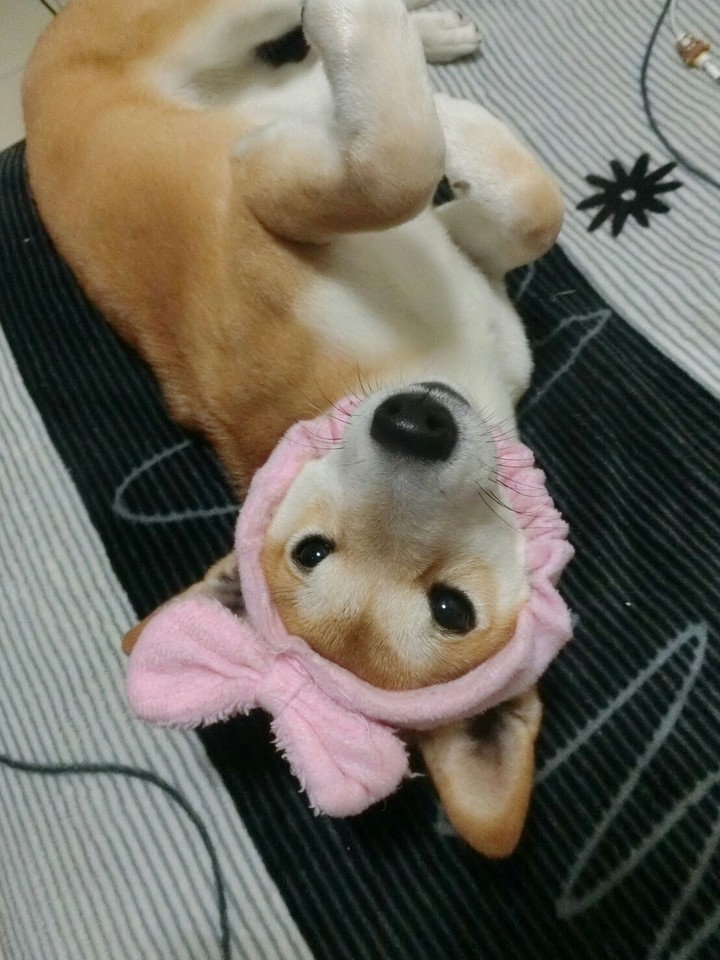 DOG柴