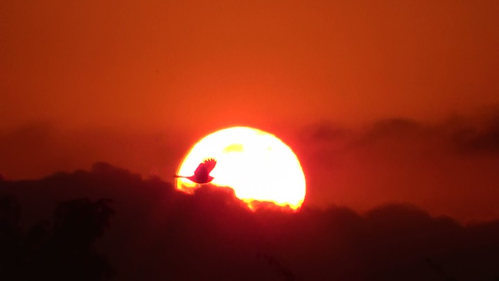 volando alto