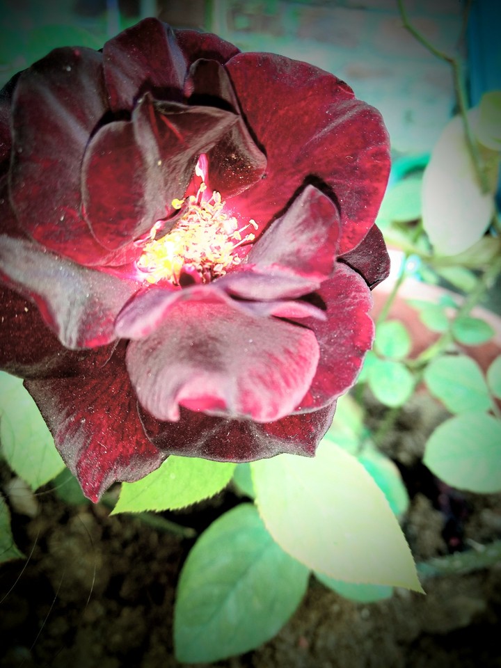 rose