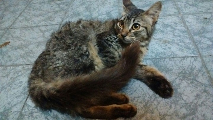 Gato