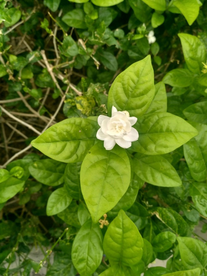 FLOWER