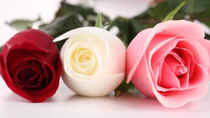 roses