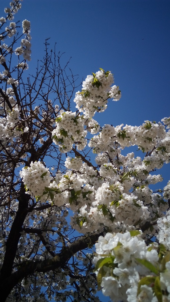 Cherry tree white flower