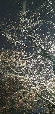 It's snowing in Daejeon, Korea