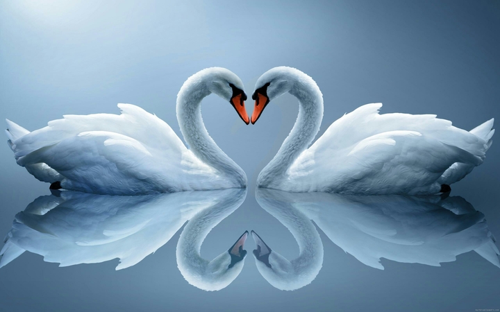 amor