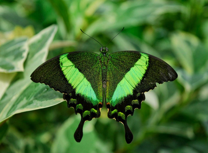 Emerald Peacock Butterfly