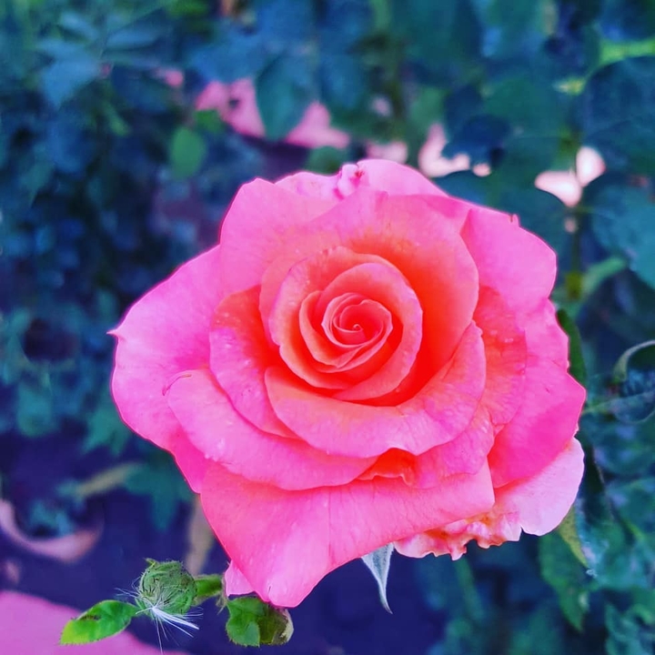 rose ♥️♥️