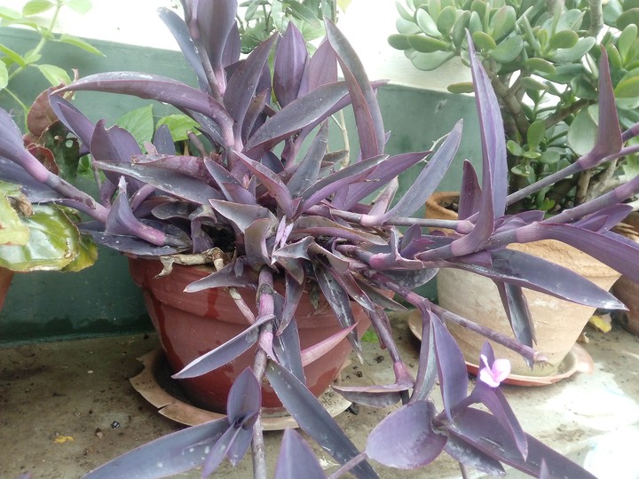purple beauty