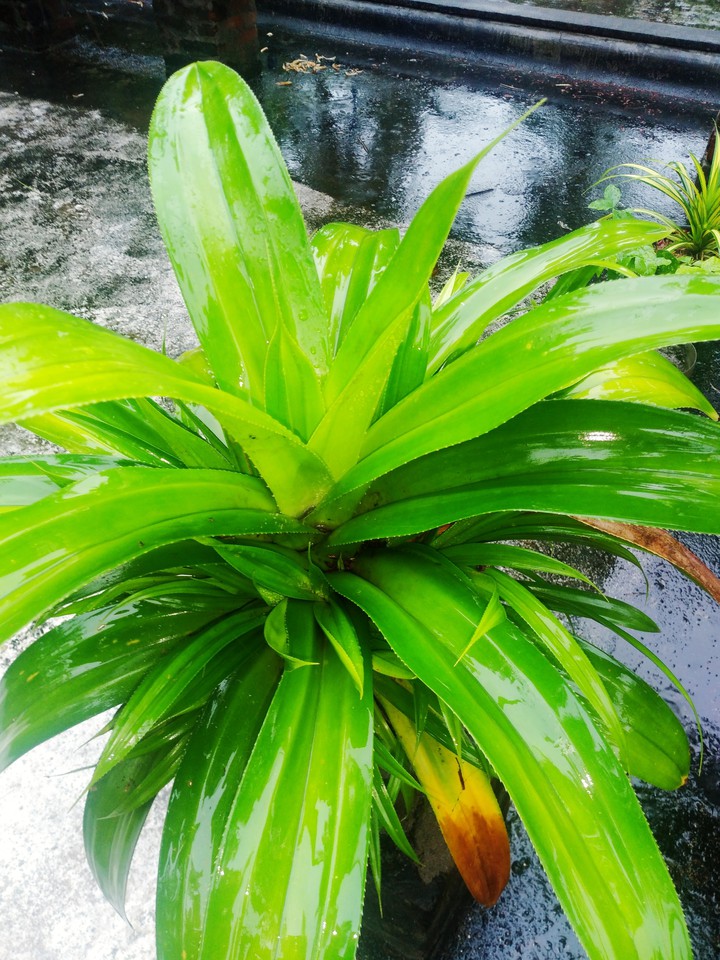nature