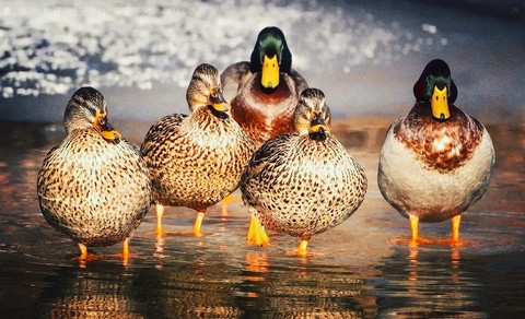 Livestock, waterfowl achtergronden