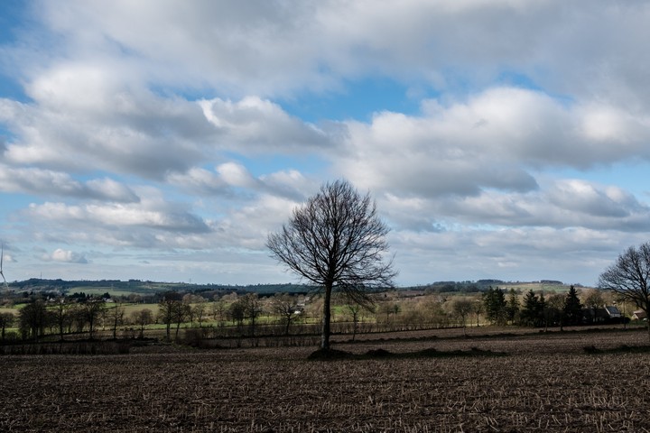 tree