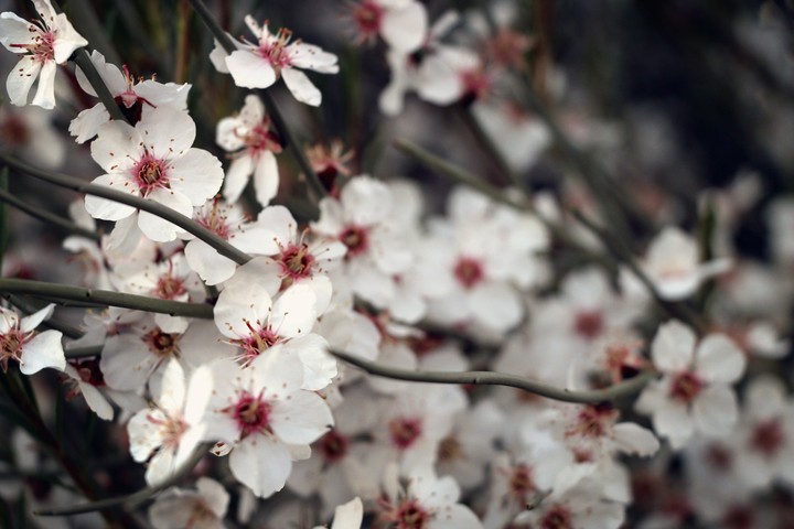 blossom