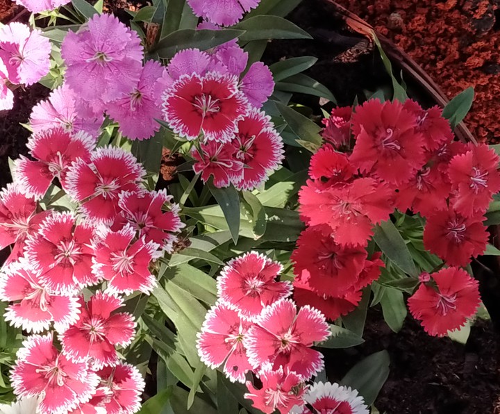 flowers