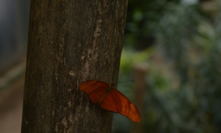 butterflie