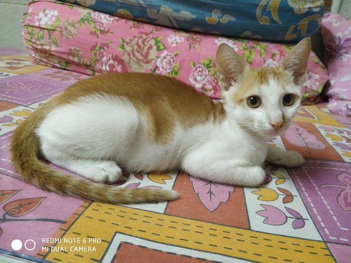 tinku