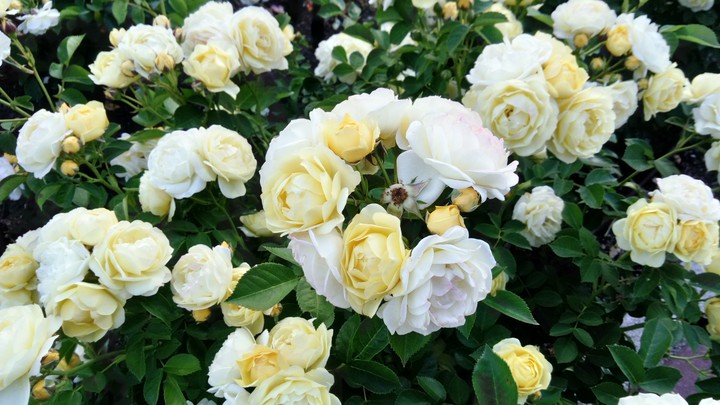 flores