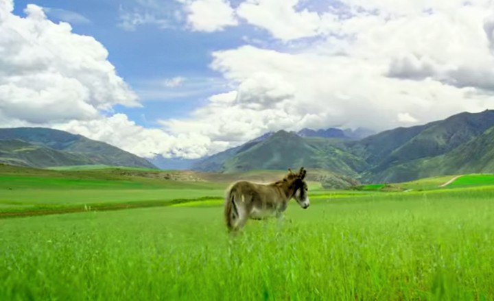 donkey