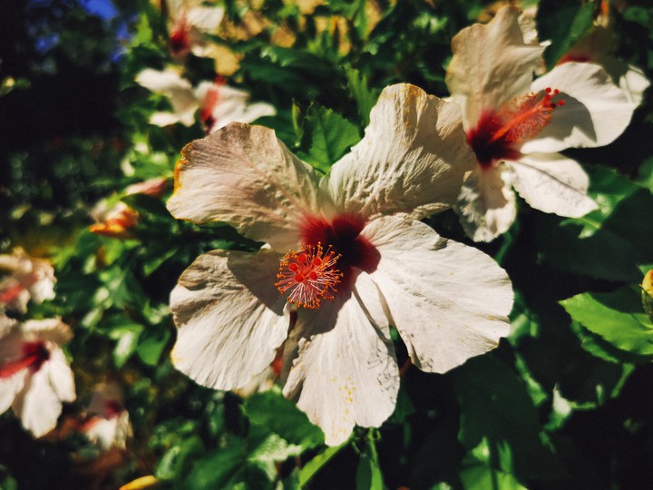 Flowers