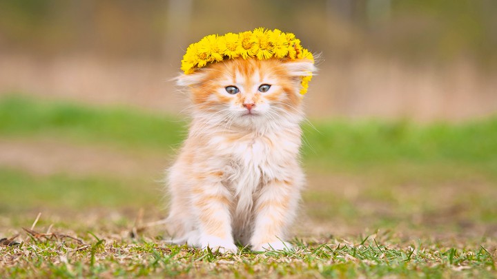 cat