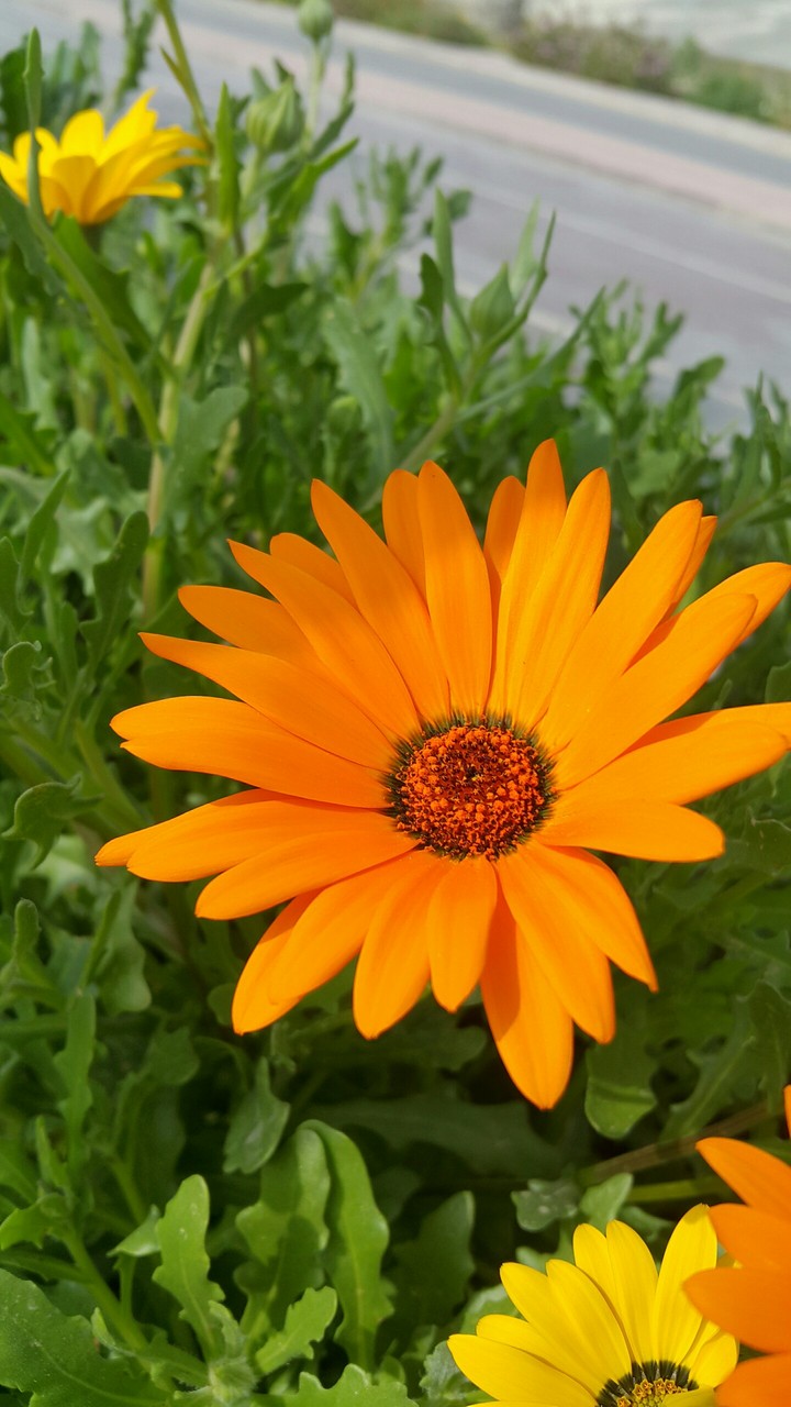 ross flower flowers yellow