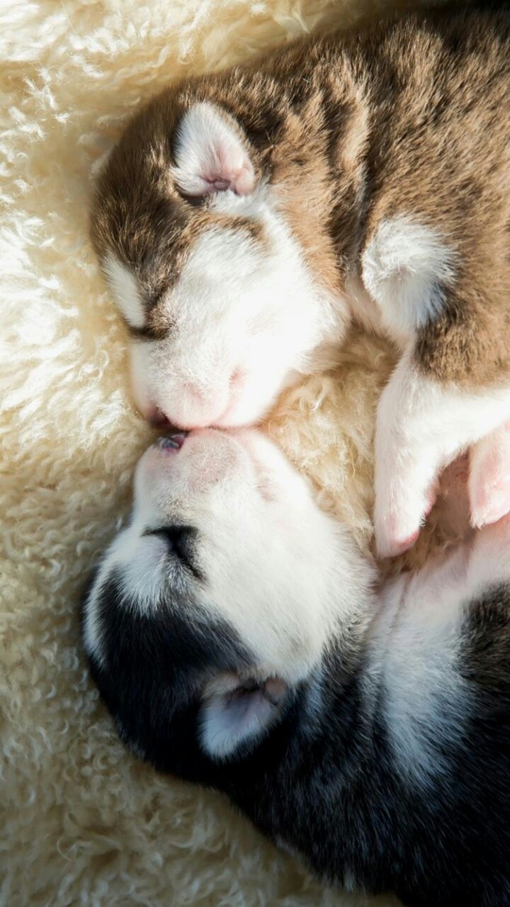 Siberian Husky