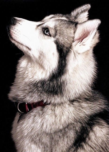 wolf