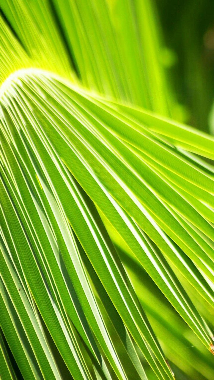Coconut leaf