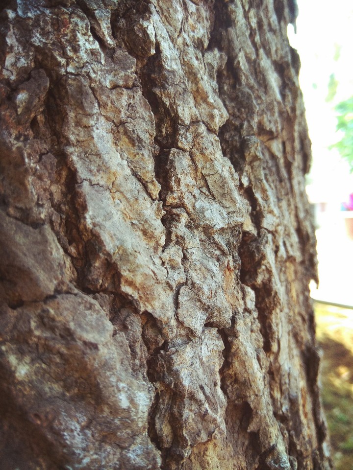 Nature is an art