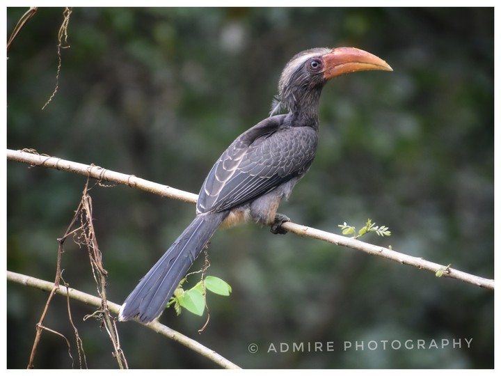 hornbill