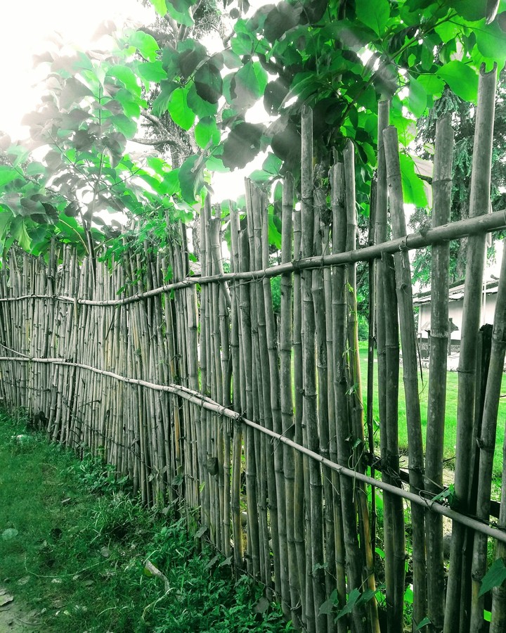 fencing