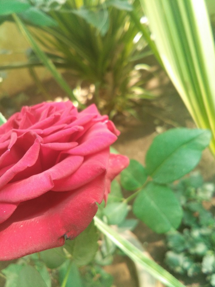 red rose