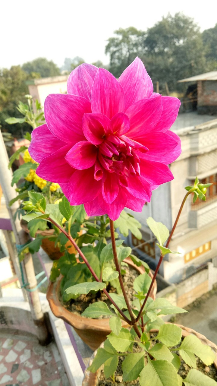 pink