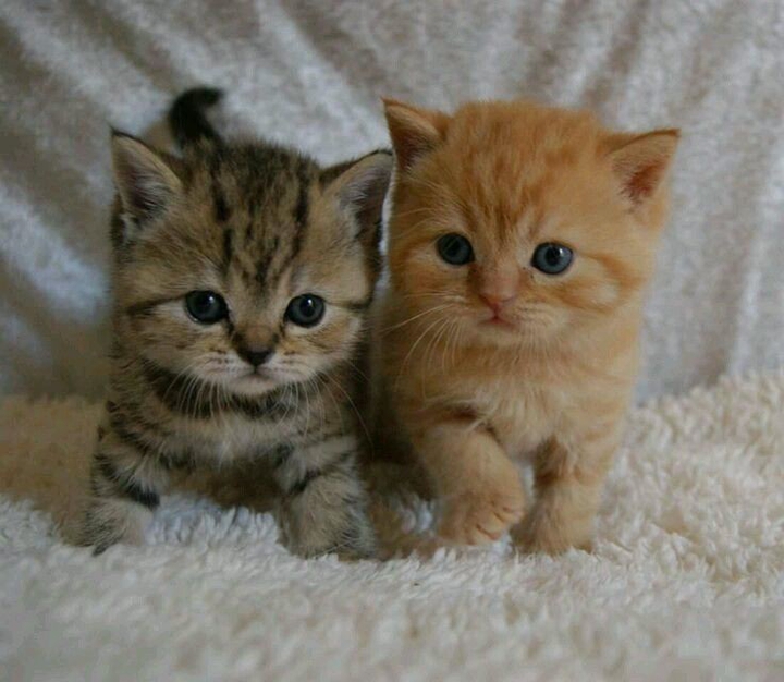 Kittens