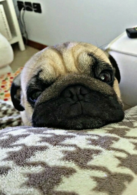 pug
