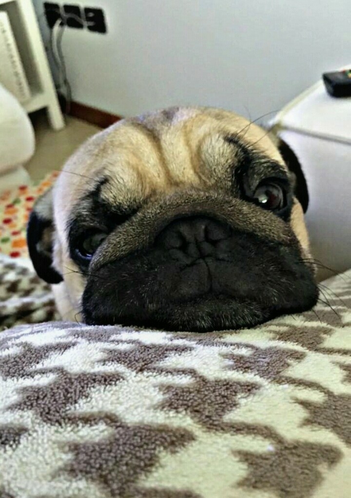 pug