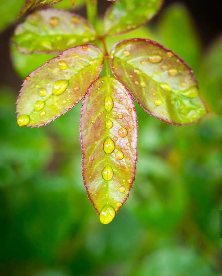 raindrops....